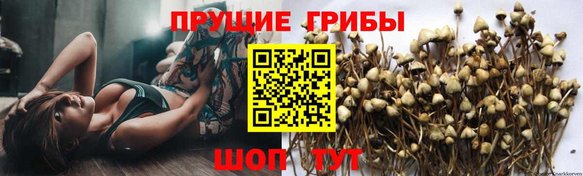 Псилоцибиновые грибы прущие грибы Кольчугино